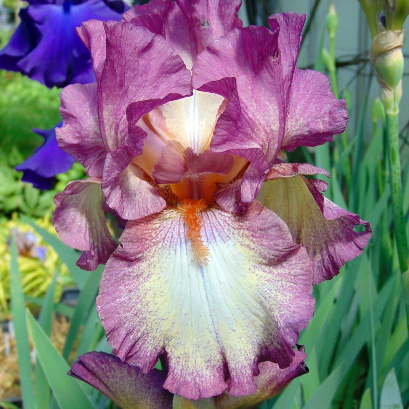 Iris germanica Master Plan (Floración)