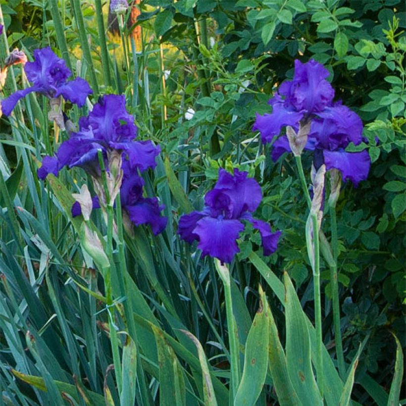 Iris germanica Mer du Sud (Floración)