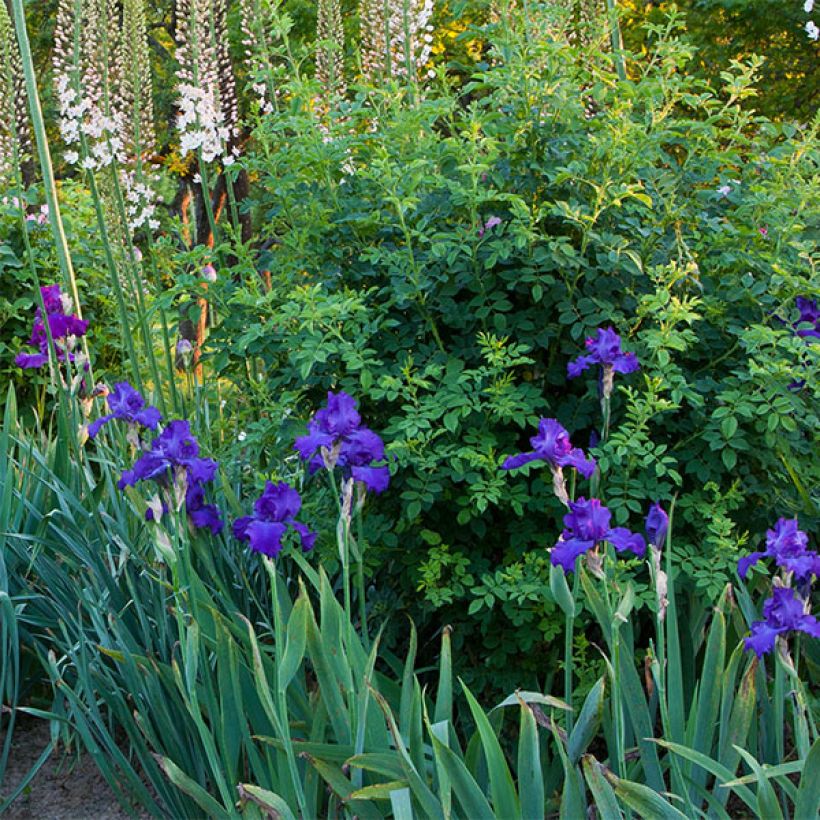 Iris germanica Mer du Sud (Porte)