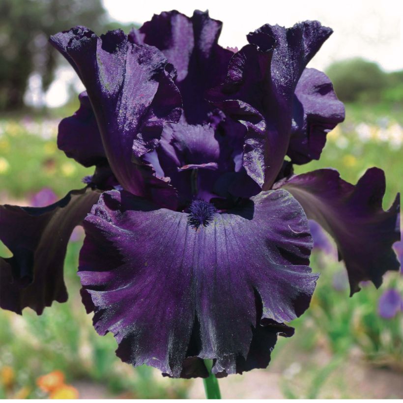 Iris germanica Midnight Revelry (Floración)