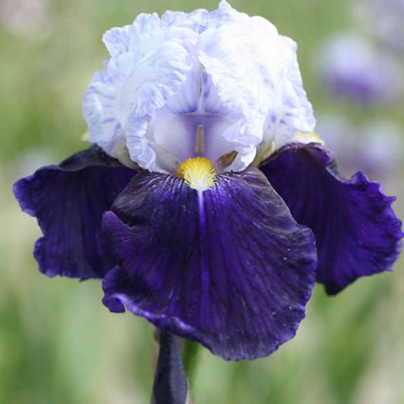 Iris germanica Night Edition (Floración)