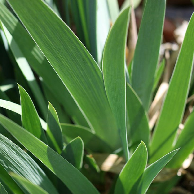 Iris germanica Ola Kala (Follaje)