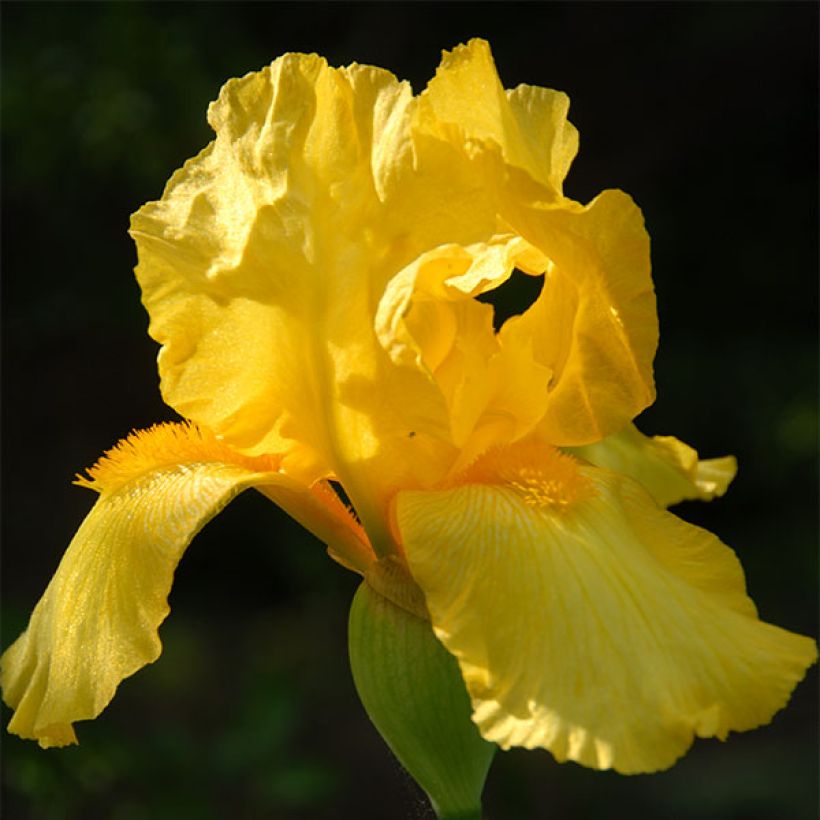 Iris germanica Ola Kala (Floración)