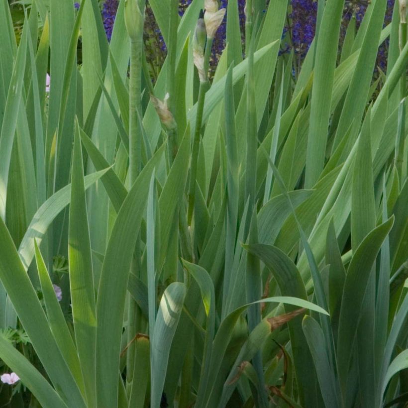 Iris germanica Old Black Magic (Follaje)