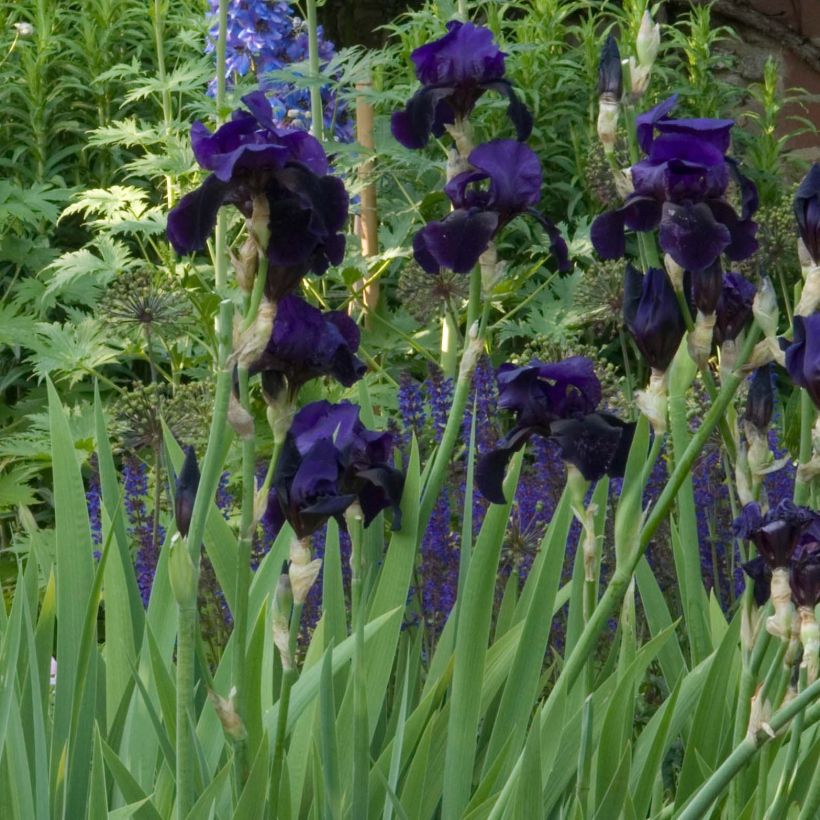 Iris germanica Old Black Magic (Floración)