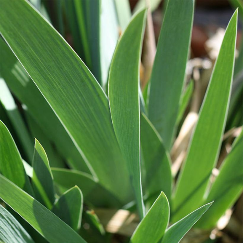 Iris germanica Ominous Stranger (Follaje)