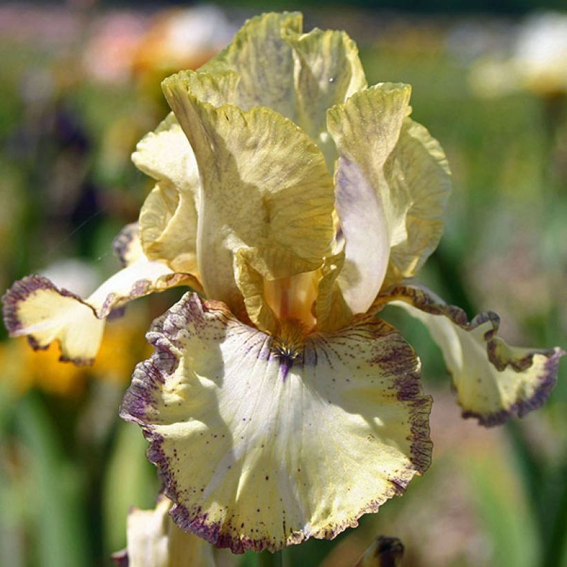 Iris germanica Ominous Stranger (Floración)