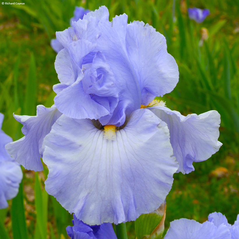 Iris germanica On En Rêve (Floración)