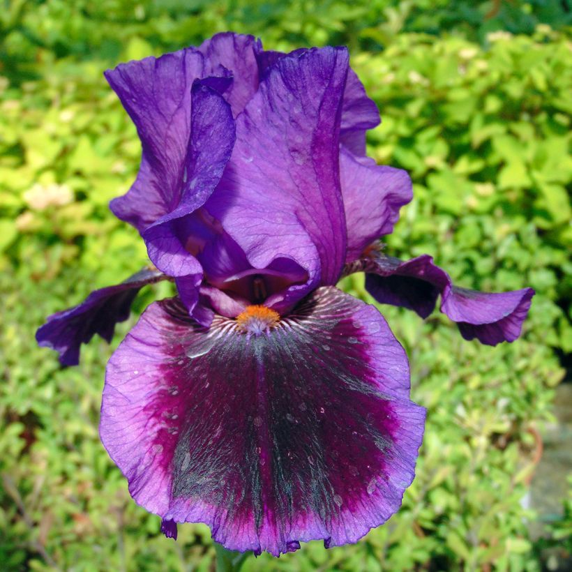 Iris germanica Pagan Dance (Floración)