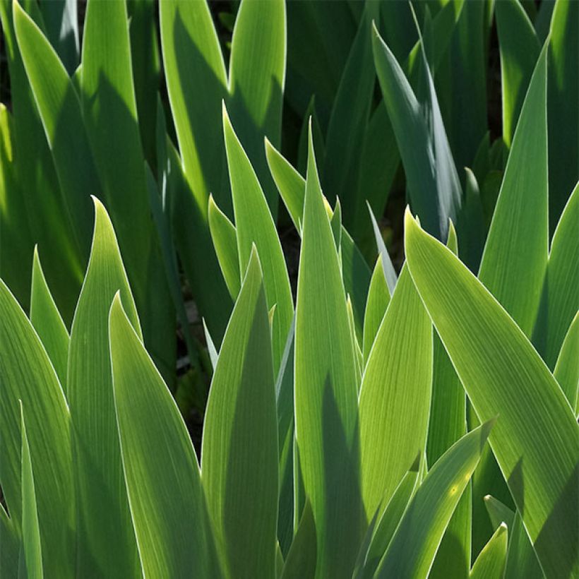 Iris germanica Petit Bijou (Follaje)