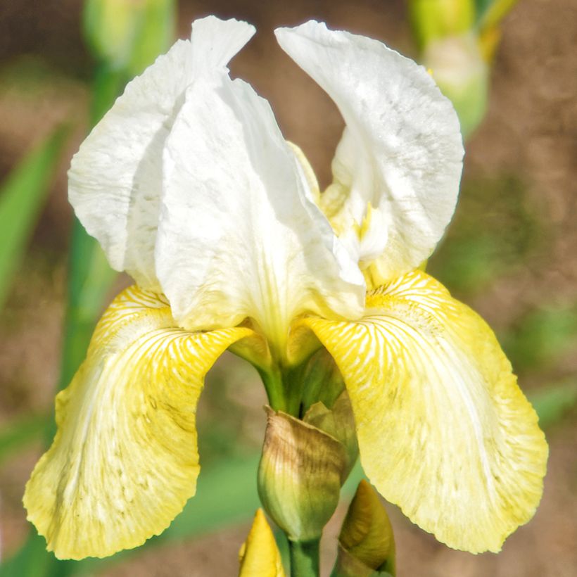 Iris germanica Pinnacle (Floración)