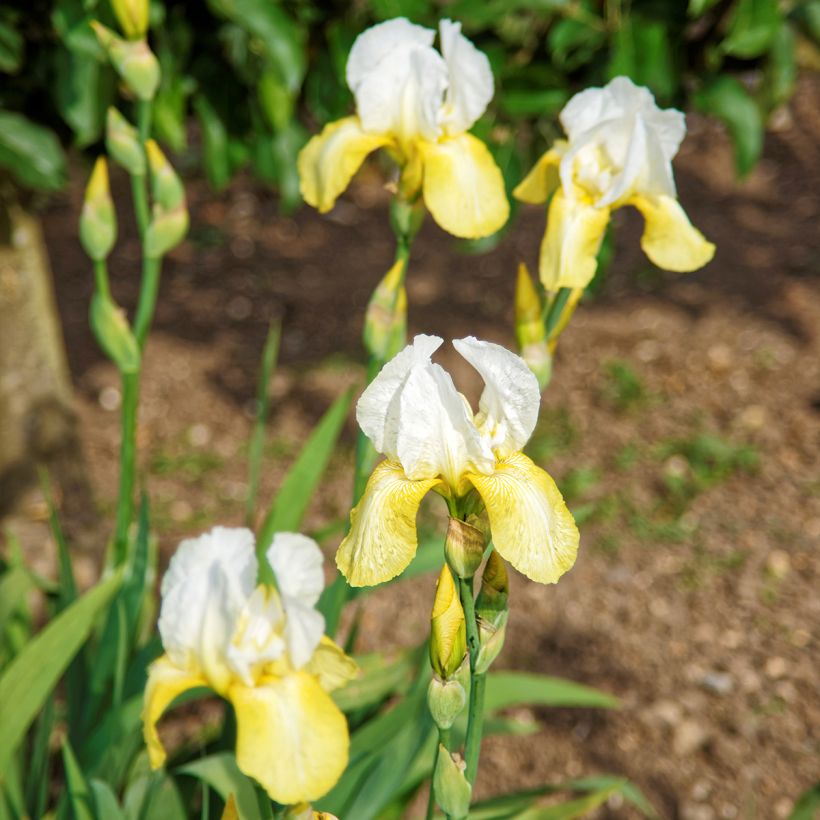 Iris germanica Pinnacle (Porte)