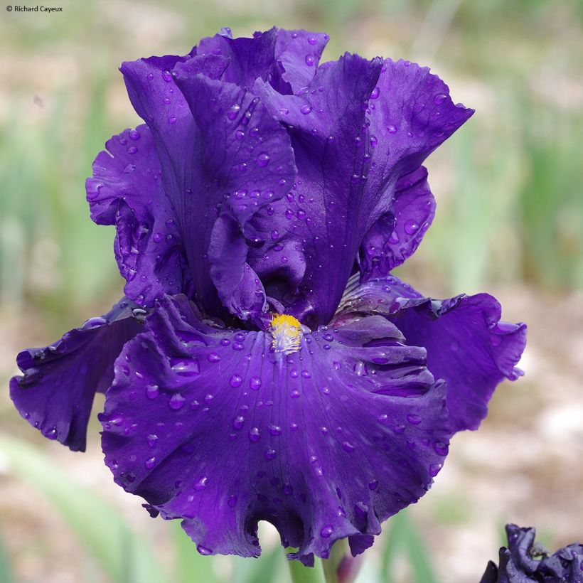 Iris germanica Profond Soupir (Floración)