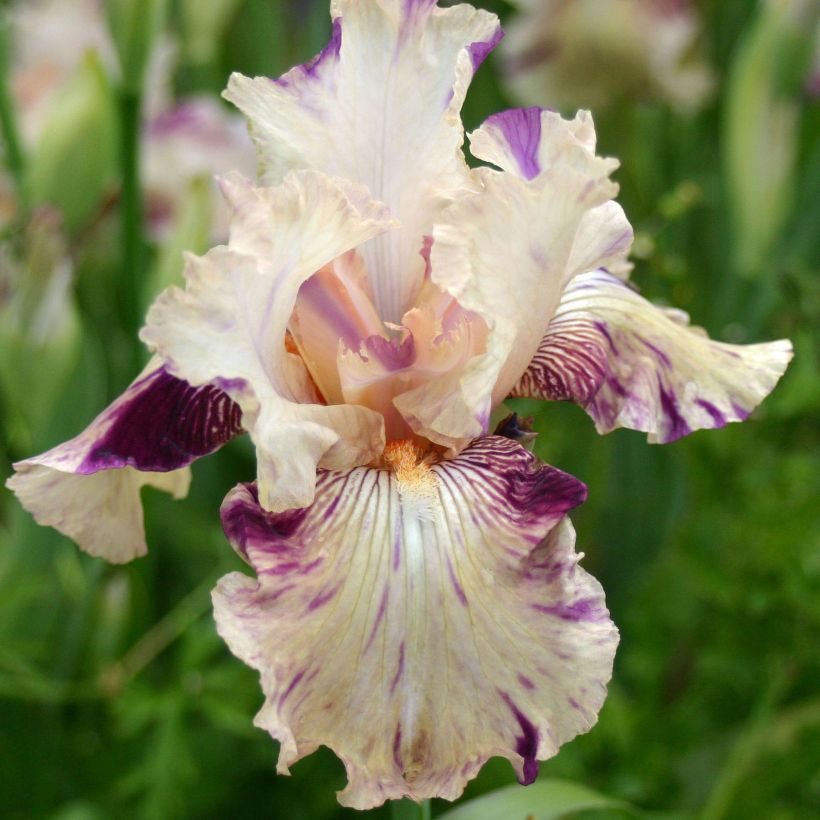 Iris germanica Raspberry Silk (Floración)