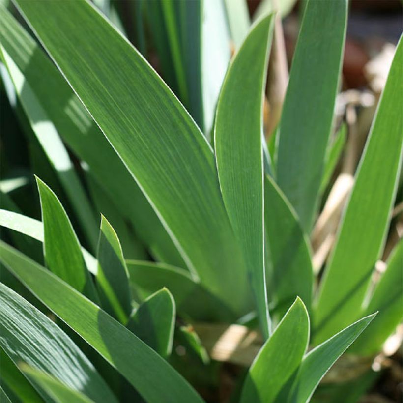 Iris germanica Ré la Blanche (Follaje)