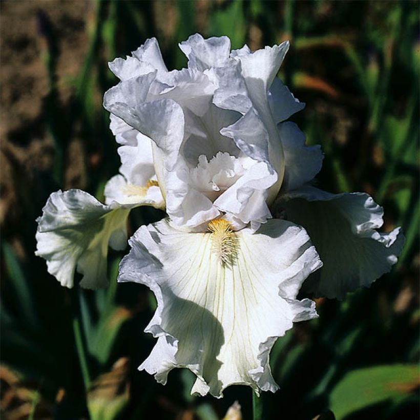 Iris germanica Ré la Blanche (Floración)