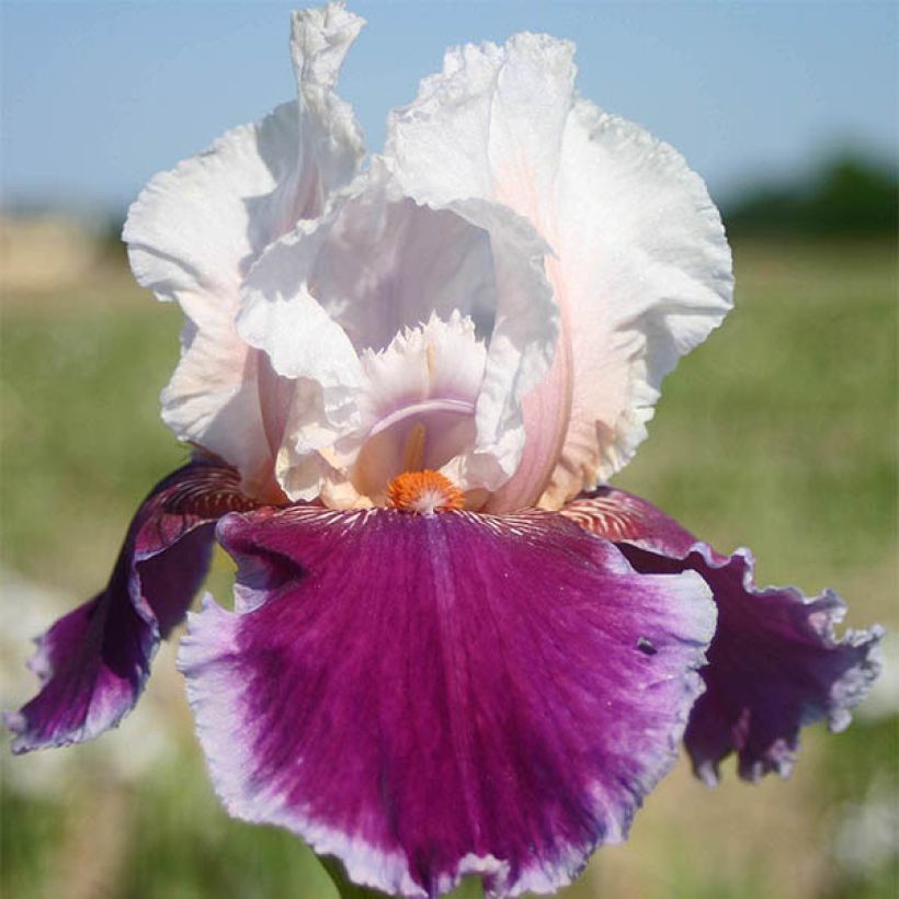 Iris germanica Ringo (Floración)