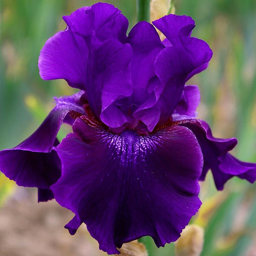 Iris germanica Rosalie Figge (Floración)