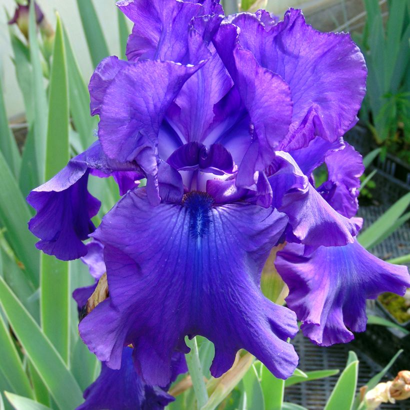 Iris germanica Ruffled Goddess (Floración)