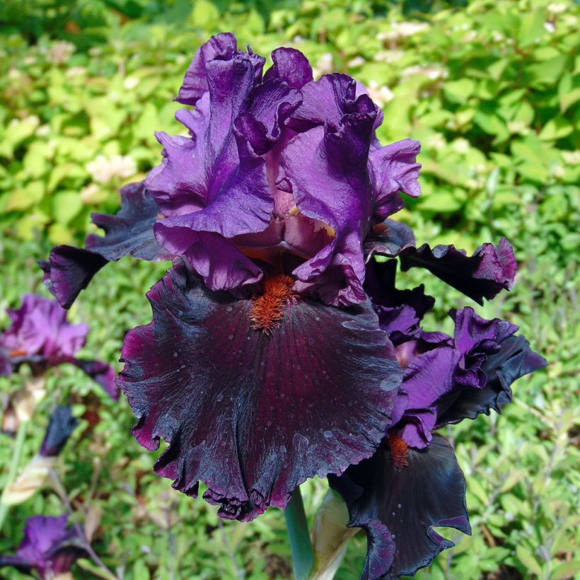 Iris germanica Saturn (Floración)