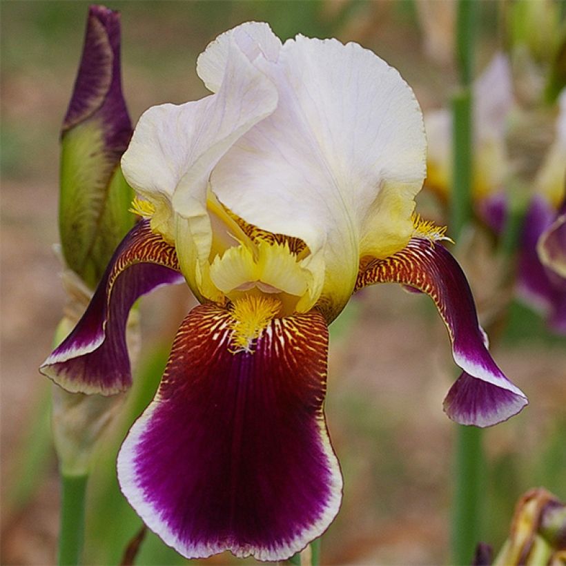 Iris germanica Shah Jehan (Floración)