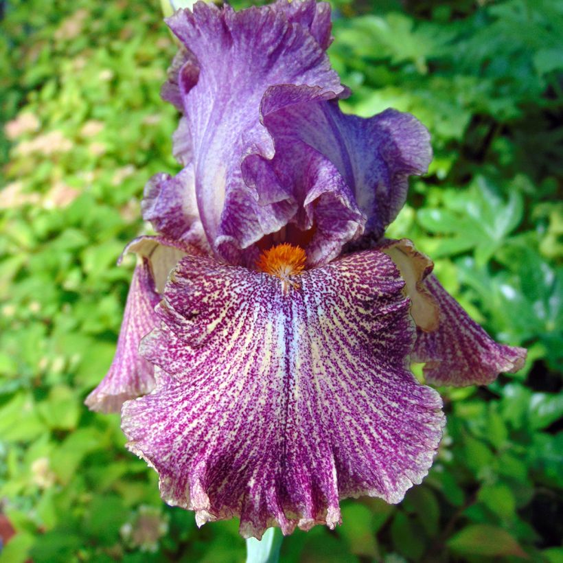 Iris germanica Sirop de Framboise (Floración)