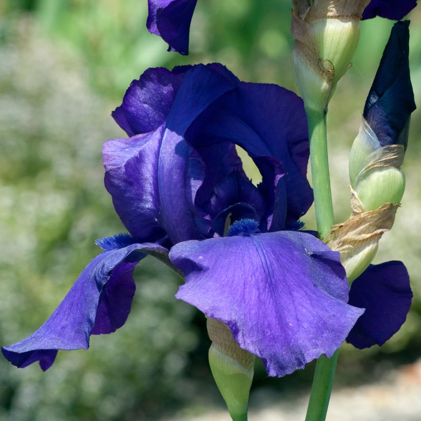 Iris germanica Storm Center (Floración)