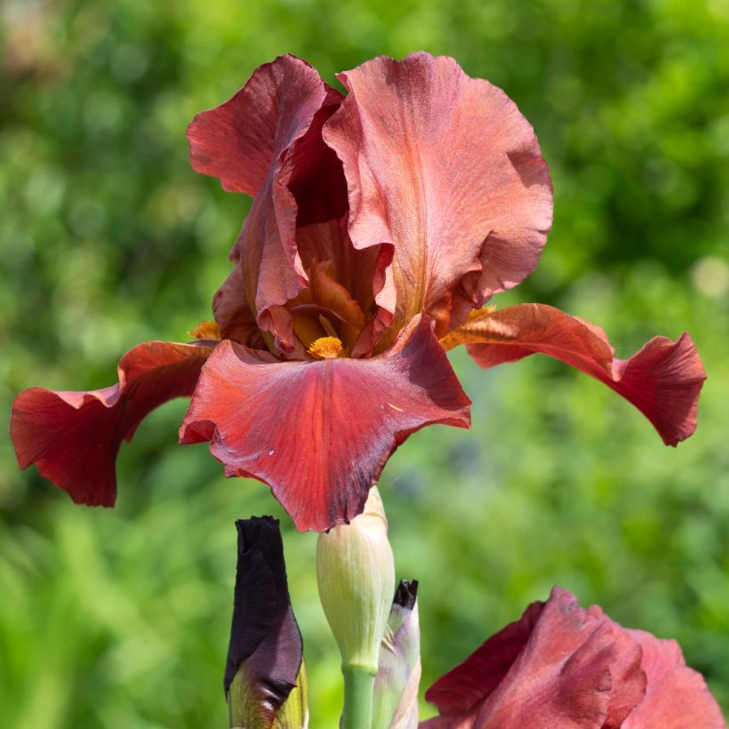 Iris germanica Sultan's Palace (Floración)