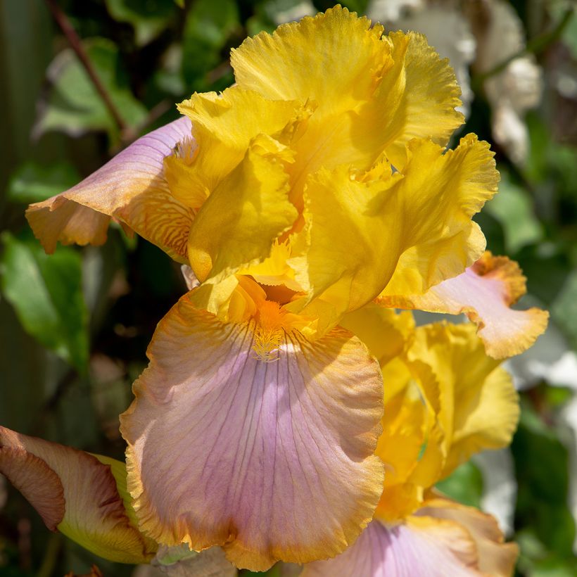 Iris germanica Sunset Sky (Floración)