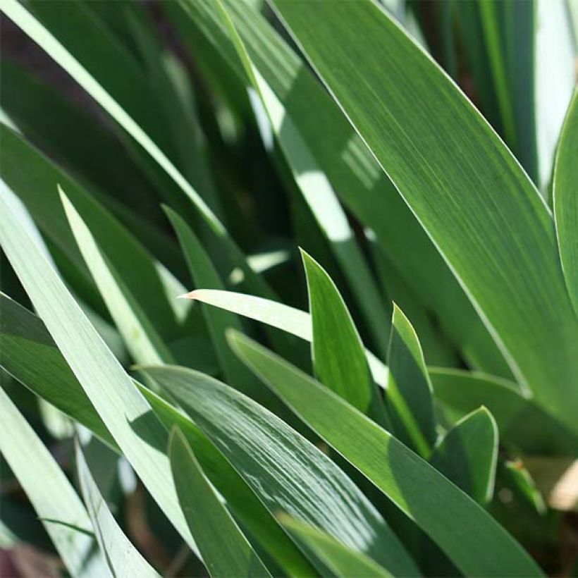 Iris germanica Tiger Honey (Follaje)