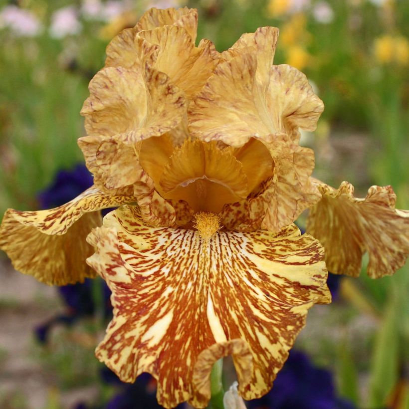 Iris germanica Tiger Honey (Floración)