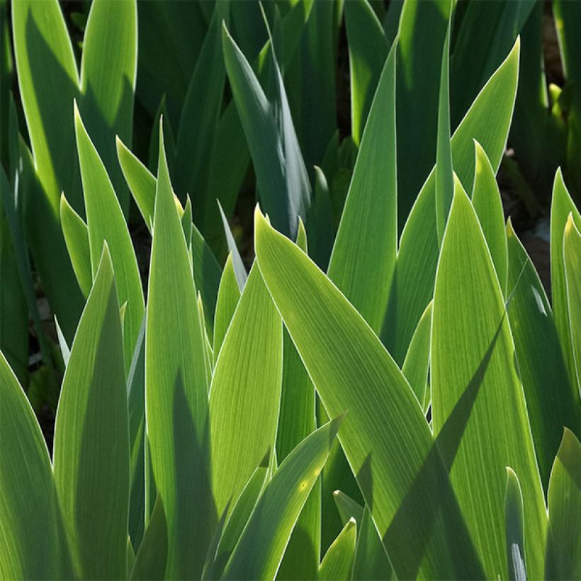 Iris germanica Torero (Follaje)