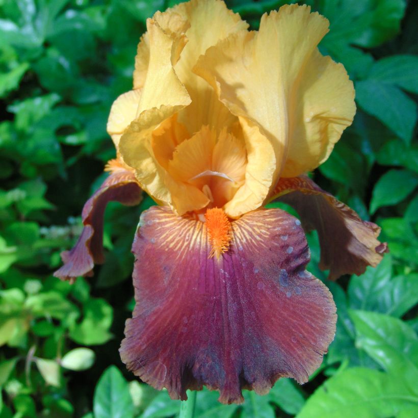 Iris germanica Torero (Floración)