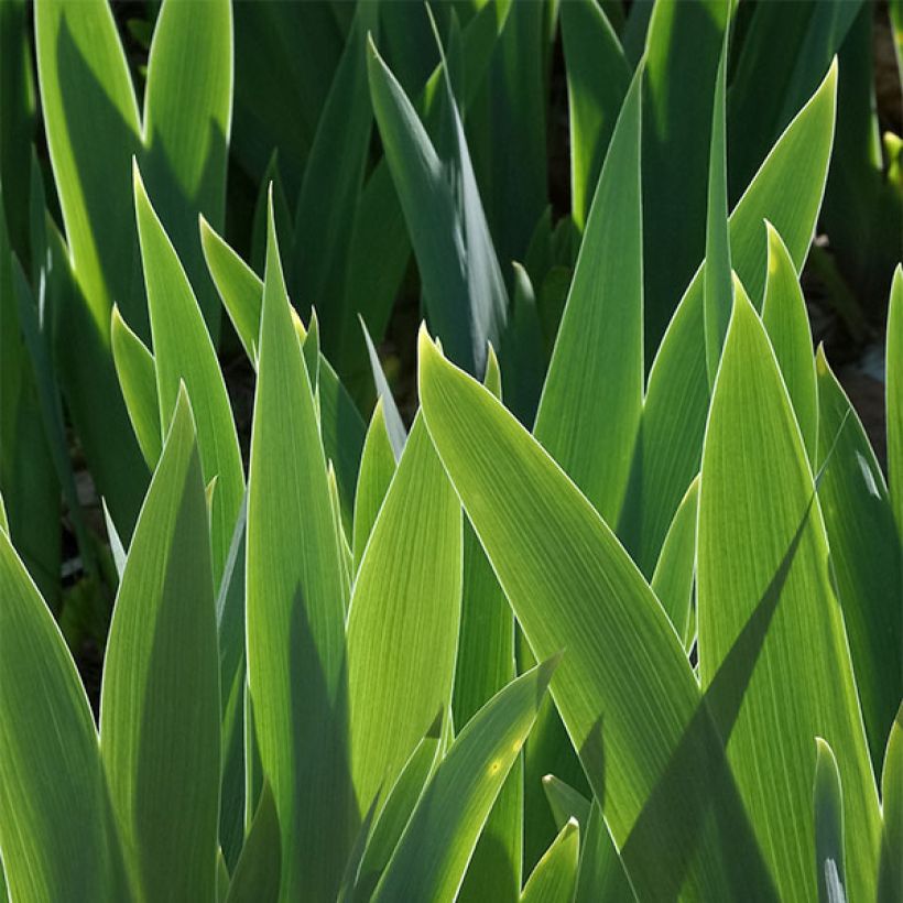 Iris germanica Yaquina Blue (Follaje)