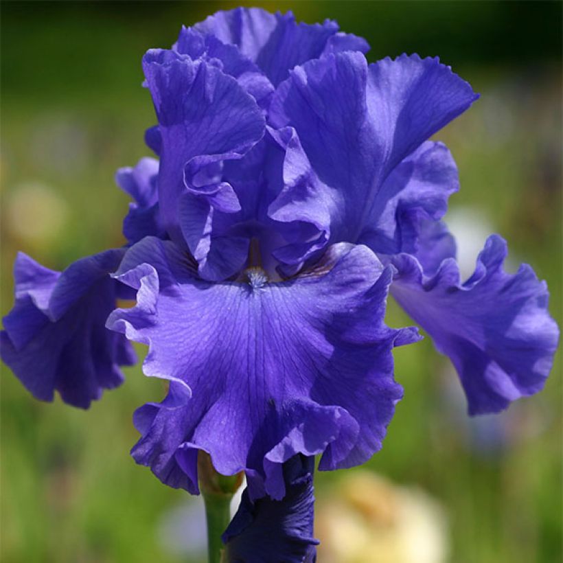 Iris germanica Yaquina Blue (Floración)