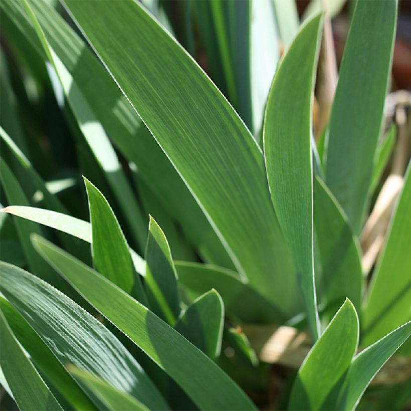 Iris germanica Young Blood (Follaje)