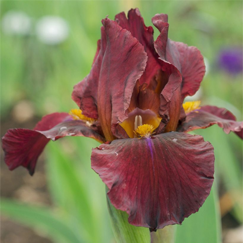 Iris germanica Young Blood (Floración)