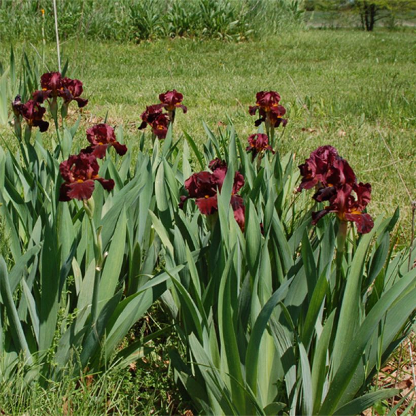 Iris germanica Young Blood (Porte)