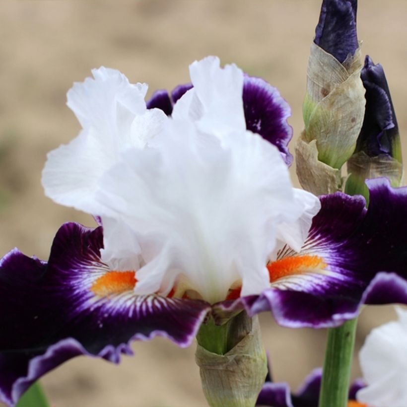 Iris germanica Le Bois Du Vent (Porte)