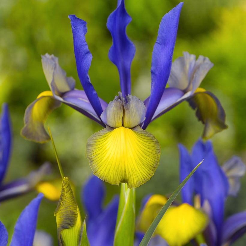 Iris hollandica Miss Saigon - Iris de Holanda (Floración)