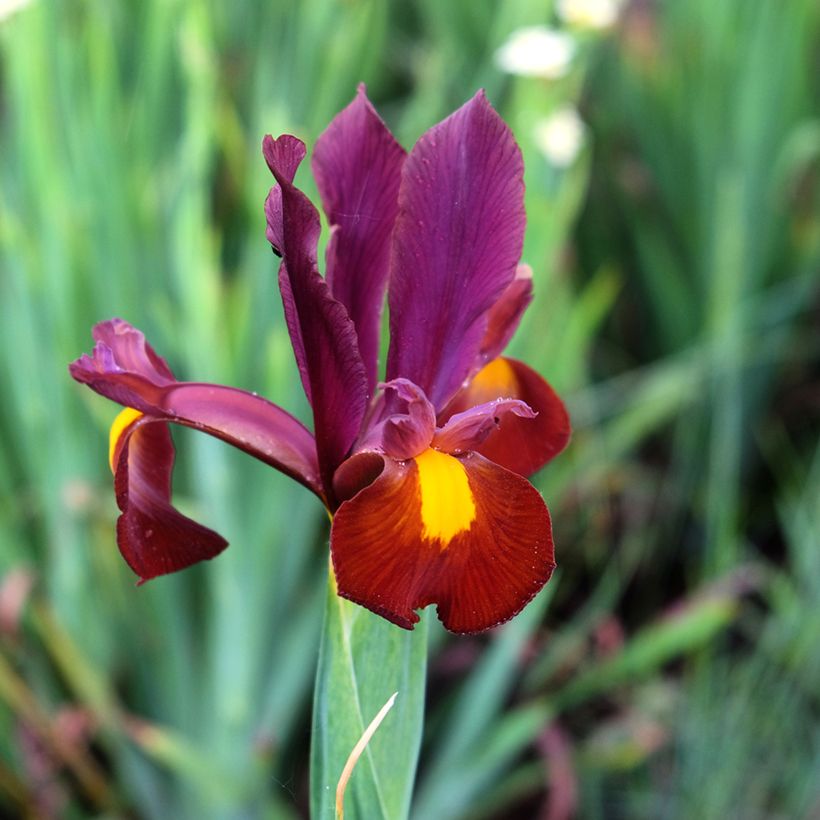 Iris hollandica Red Ember - Iris de Holanda (Floración)