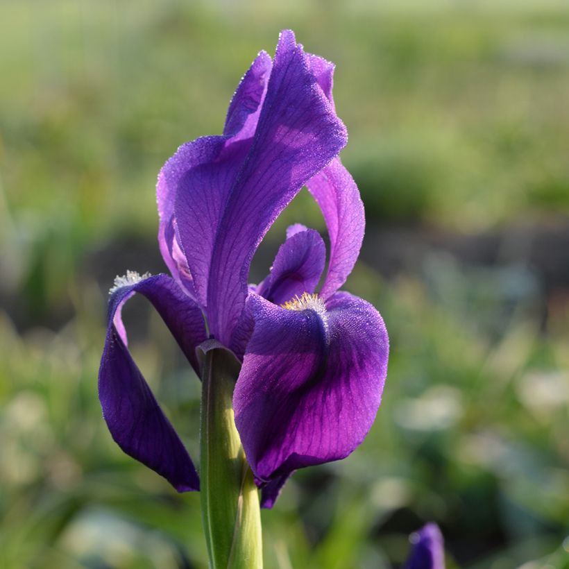 Iris hoogiana - Iris de Hoog (Floración)