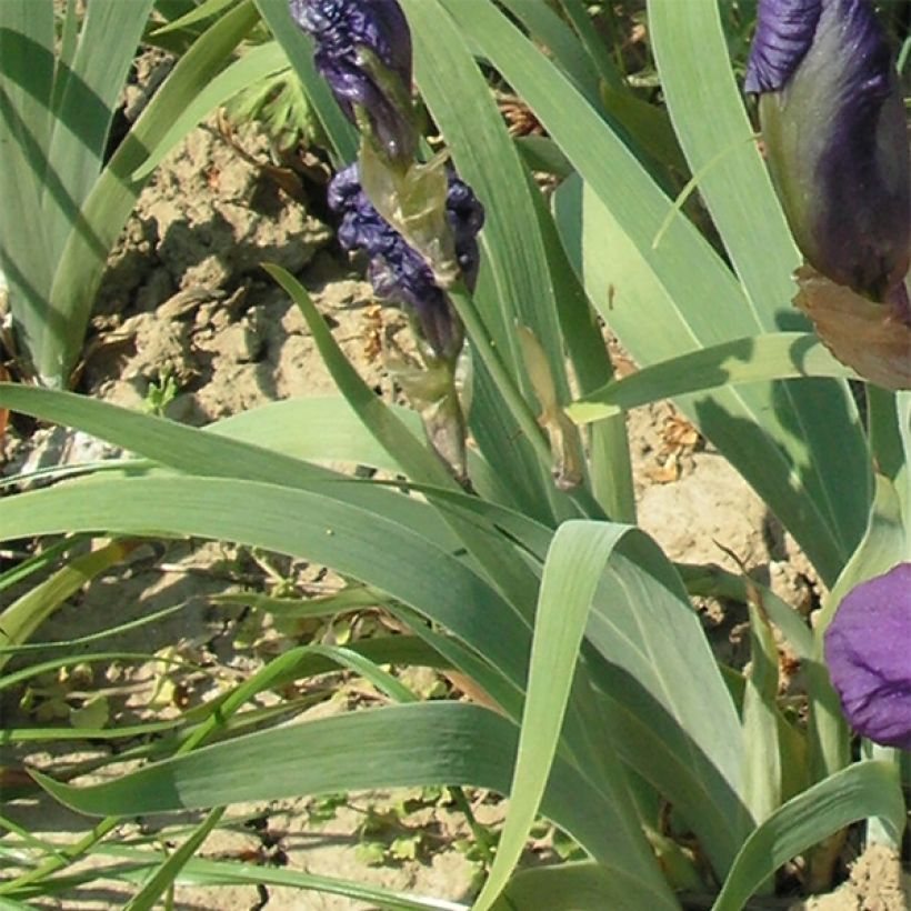 Iris illyrica (Follaje)