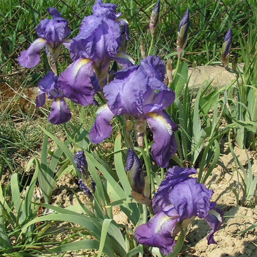 Iris illyrica (Floración)