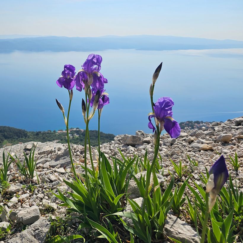 Iris illyrica (Porte)