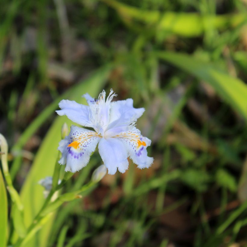 Iris japonica - Lirio japonés (Floración)