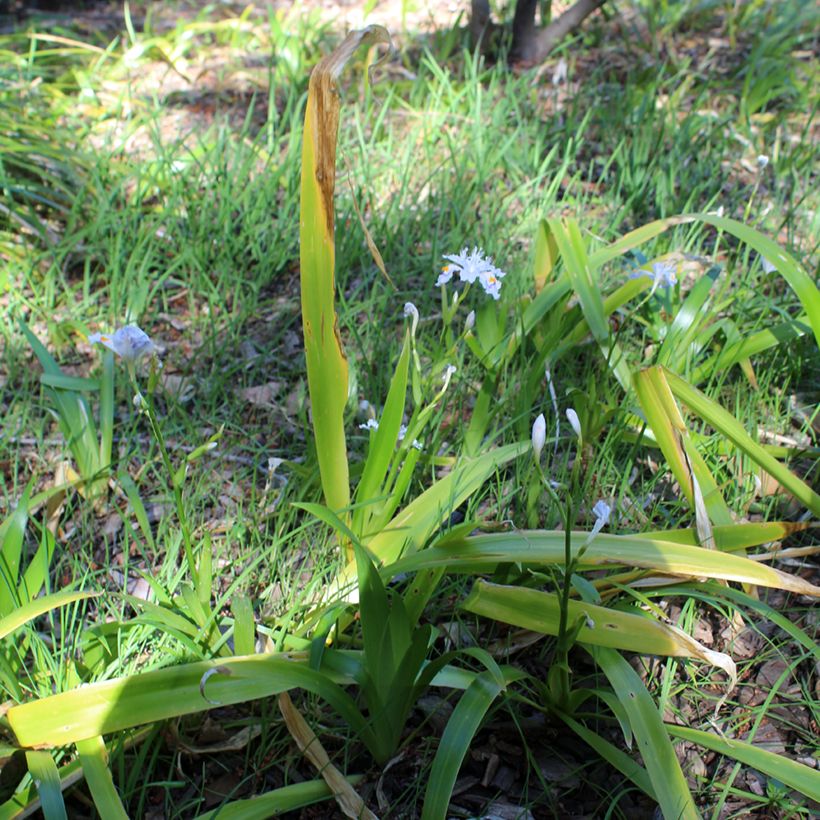 Iris japonica - Lirio japonés (Porte)