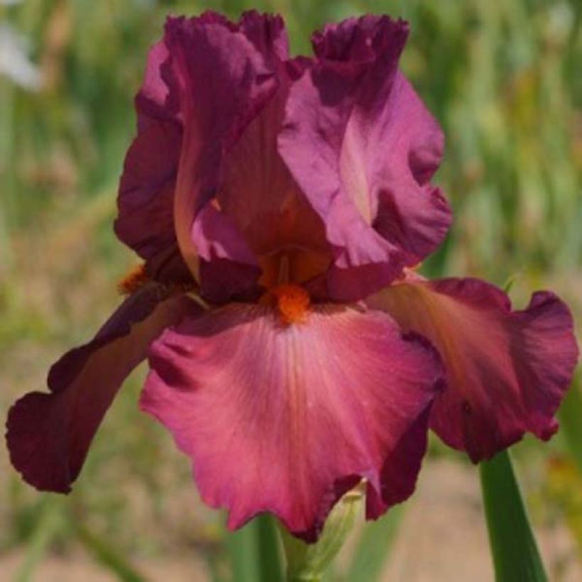 Iris germanica Lady Friend (Floración)