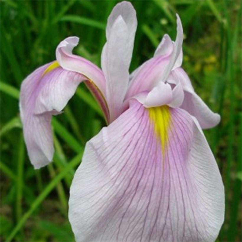 Iris laevigata Queen Victoria - Iris de oreja de conejo (Floración)