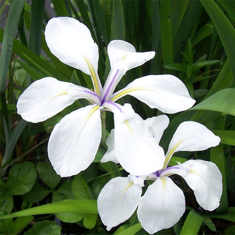 Iris laevigata Snowdrift - Iris de oreja de conejo (Floración)